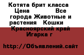 Котята брит класса › Цена ­ 20 000 - Все города Животные и растения » Кошки   . Красноярский край,Игарка г.